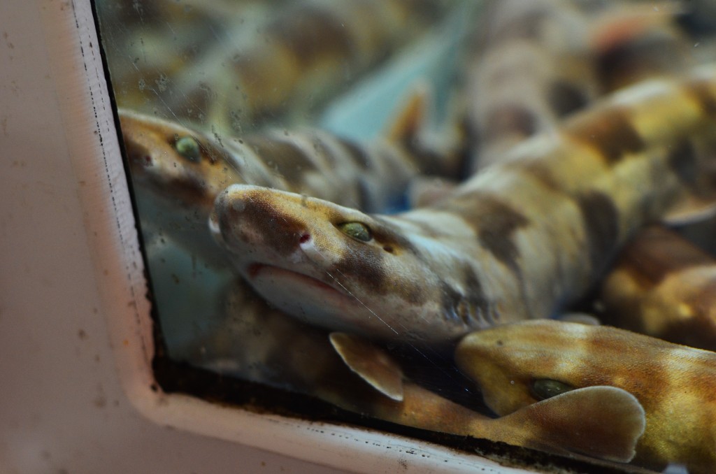 Cloudy catshark