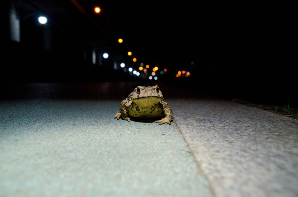 asian toad in suyeong