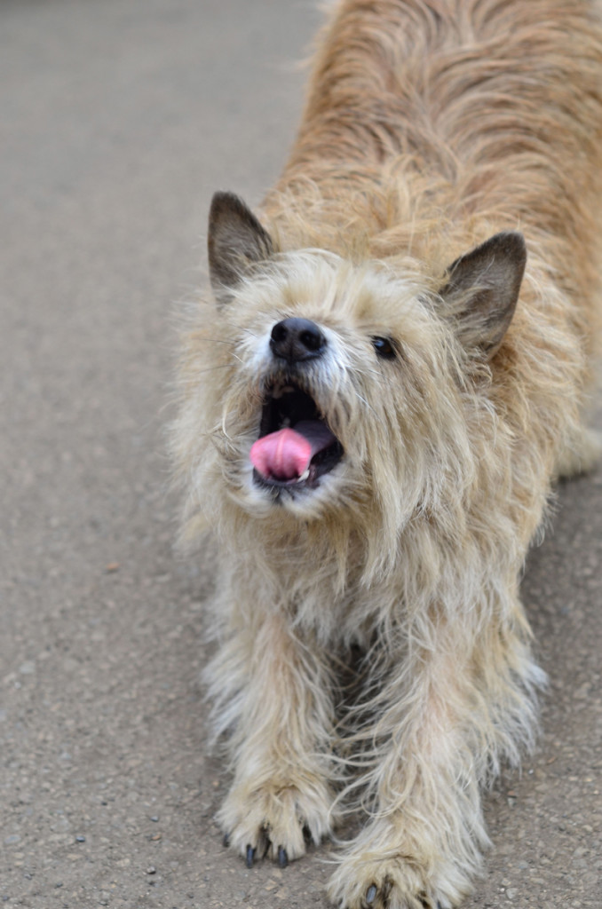 ship-breaking-dog-DSC_9155