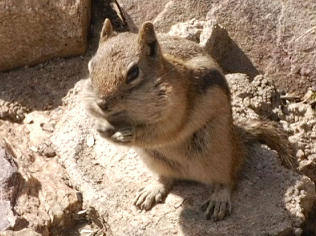 chipmunk