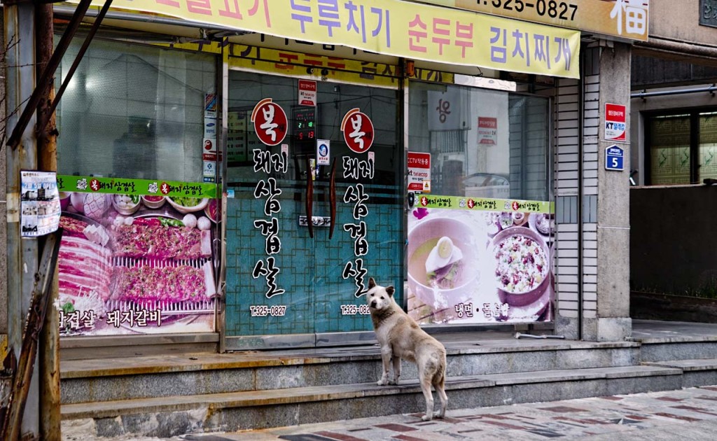 korean-dog-kimhae-feb-DSC_0375