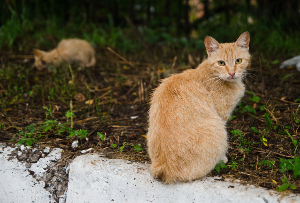 cats-russians-DSC_6703