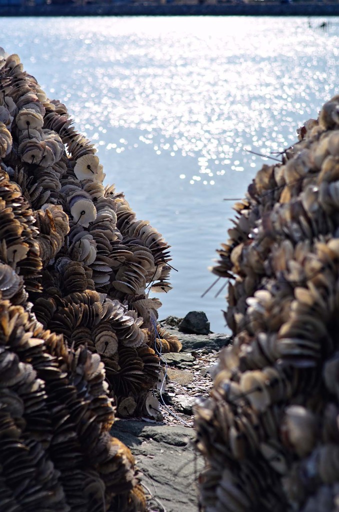 DSC_0678-seashells