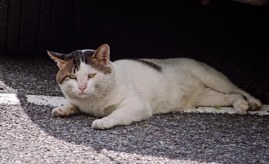 cat-DSC_7835