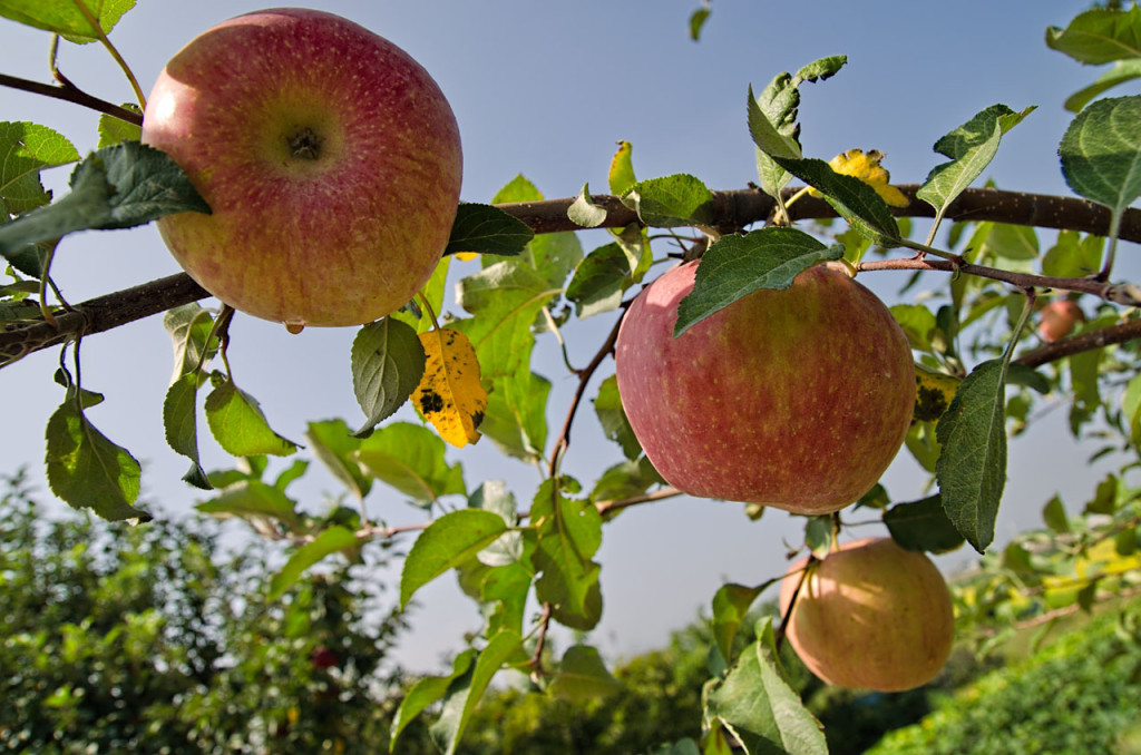 apples-DSC_8966