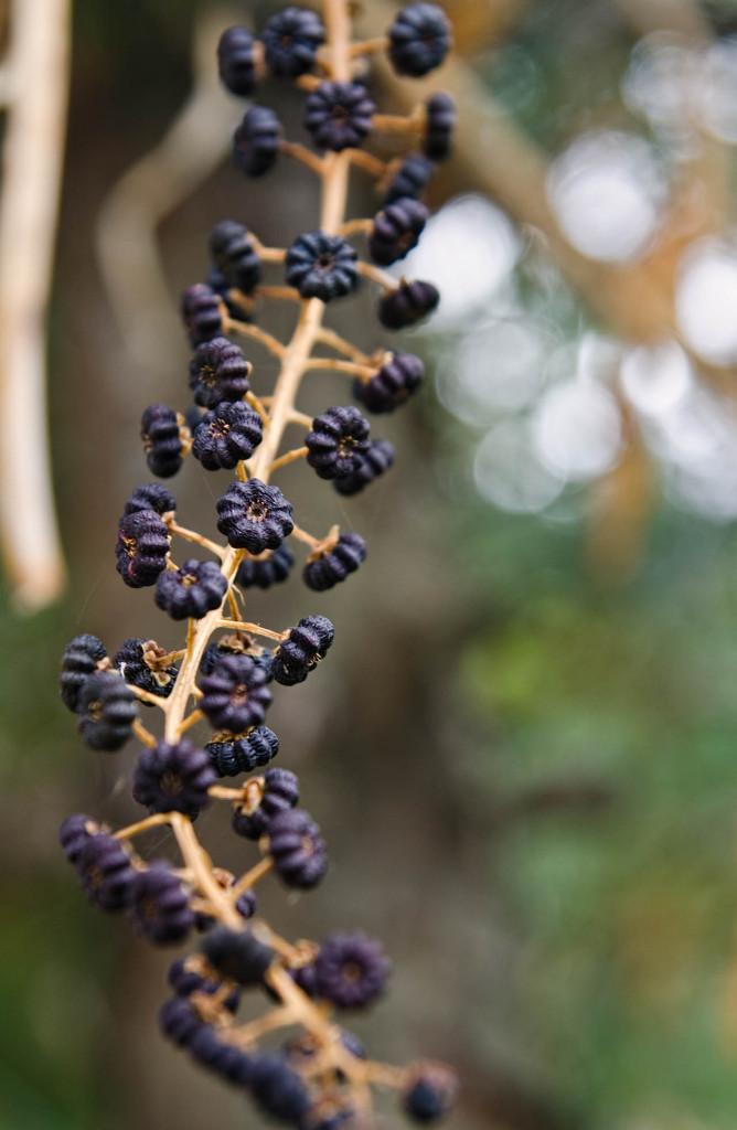 branch-han-river-DSC_8862