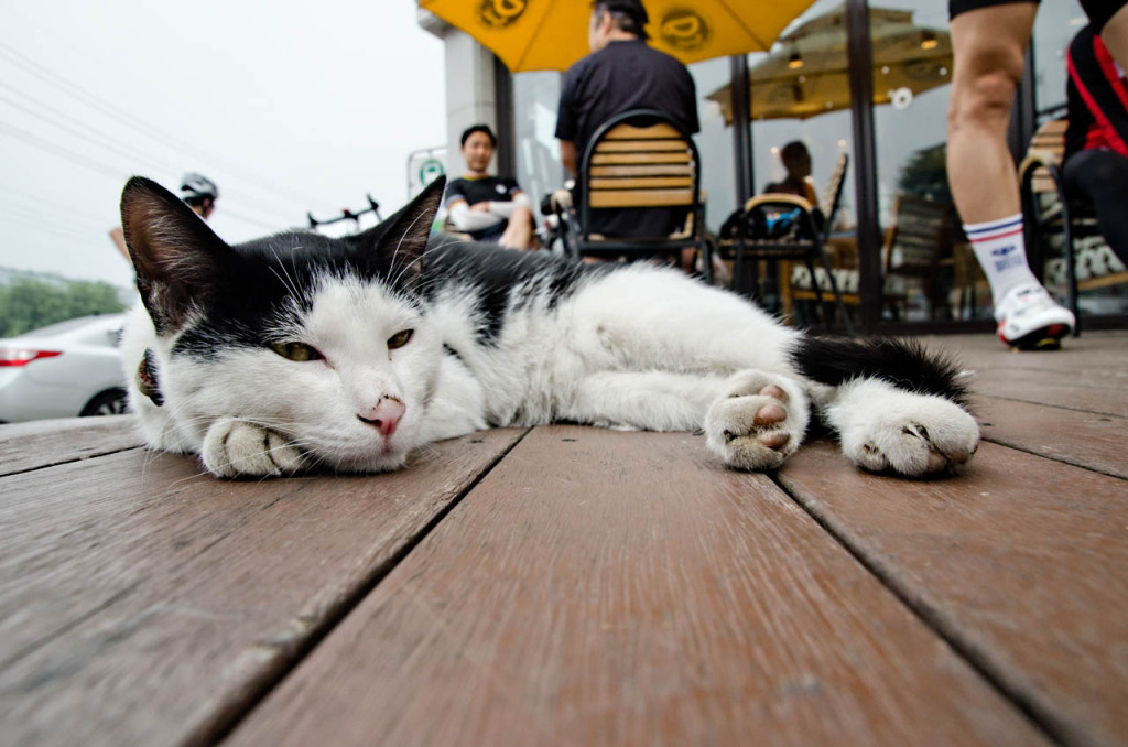 cat-at-cafe_hanriver_DSC_8813