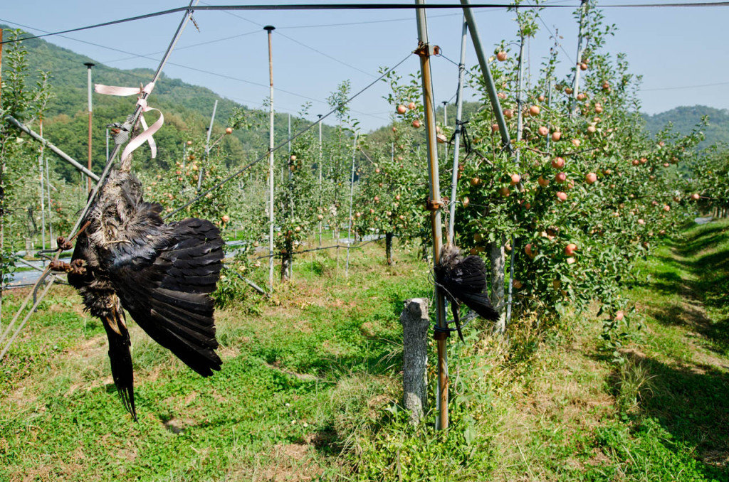 crows-DSC_9023