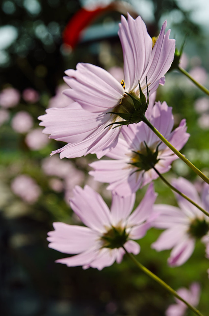 flowers-DSC_9019