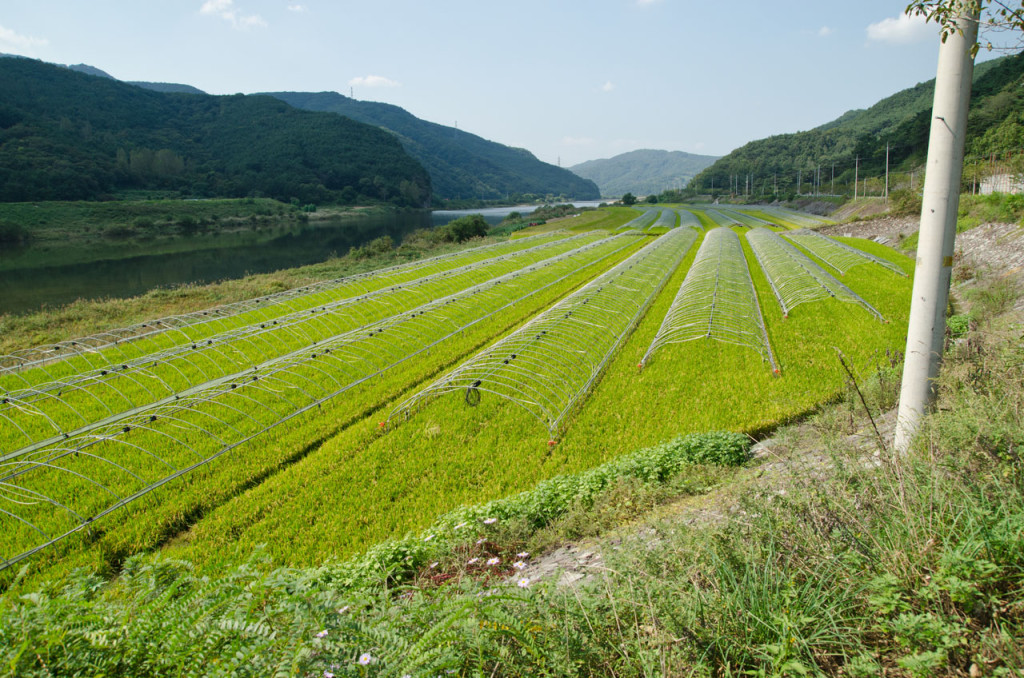 goryeong-gun-rice-DSC_9394