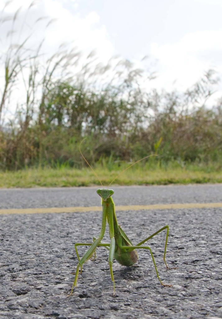 prayingmantis-DSC_0652