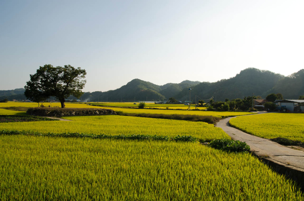 tree-road-rice-DSC_9144