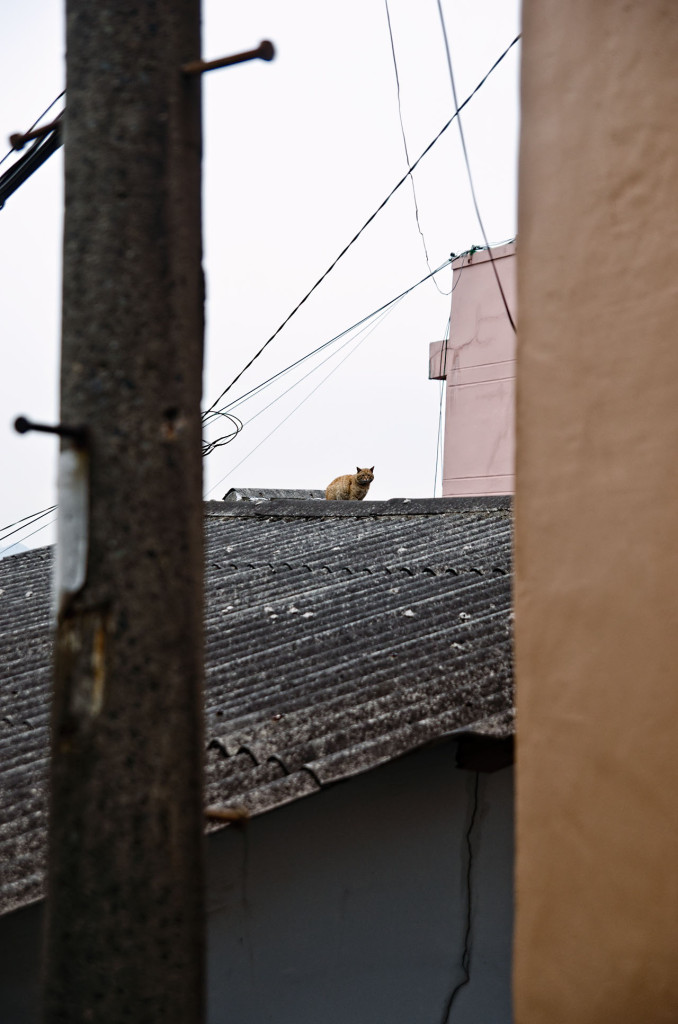 cat-DSC_2336