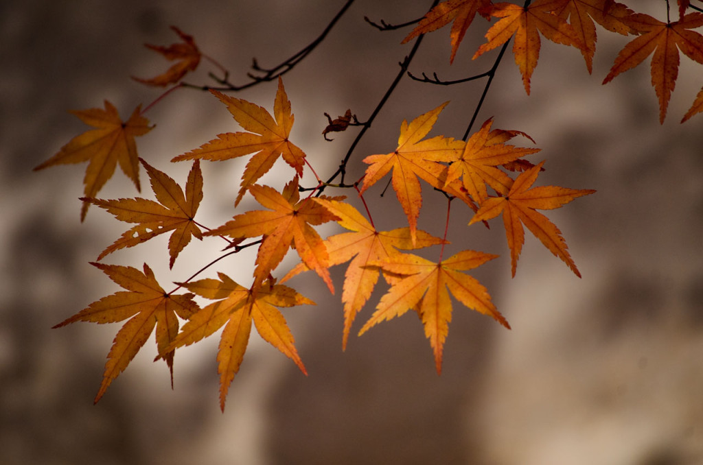 leaves-fall-DSC_1008