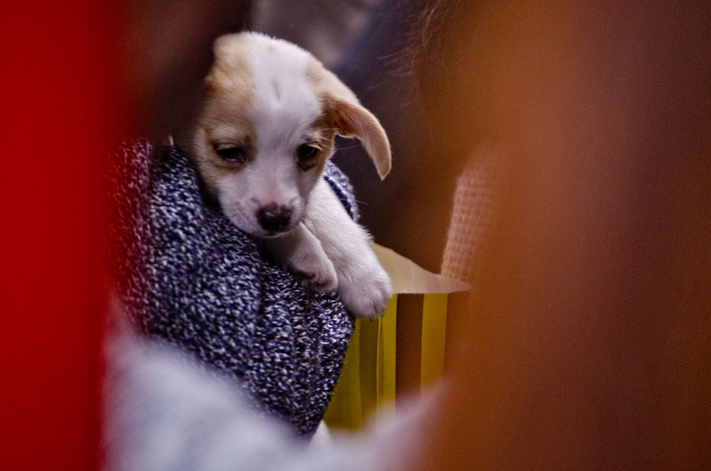 puppy-DSC_1055