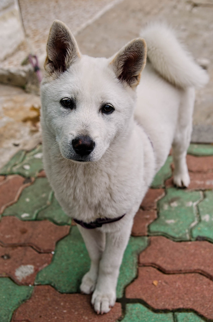 korean-dog-DSC_2530