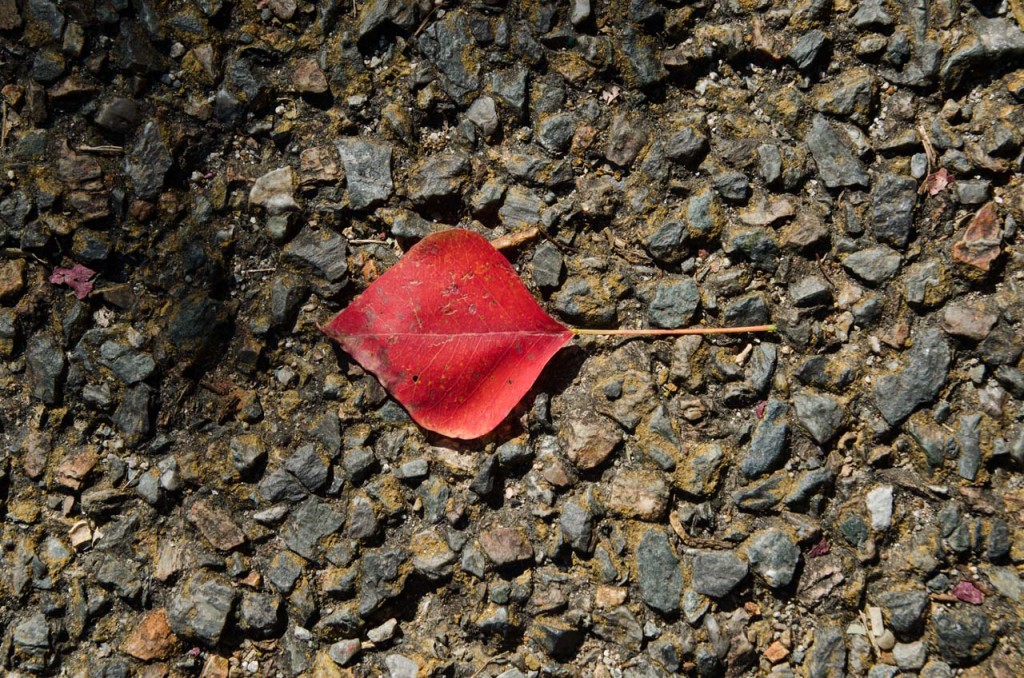 leaf-DSC_5788