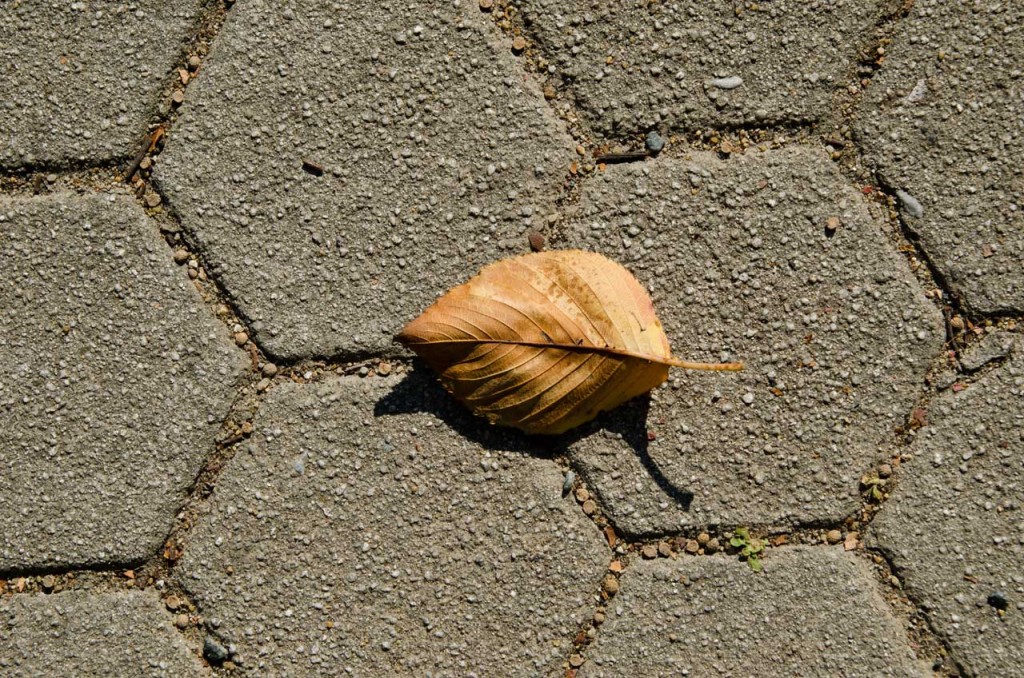 leaf-DSC_5837