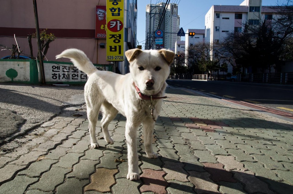 banyeo-dog-DSC_2445