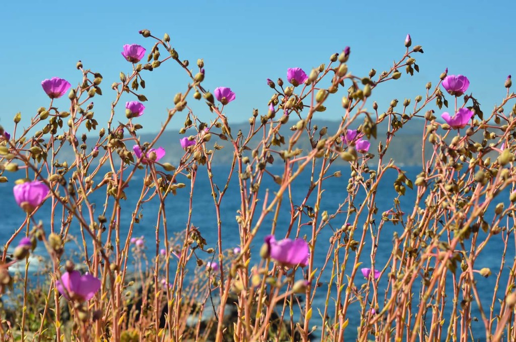 ballenera-quintay-DSC_3598