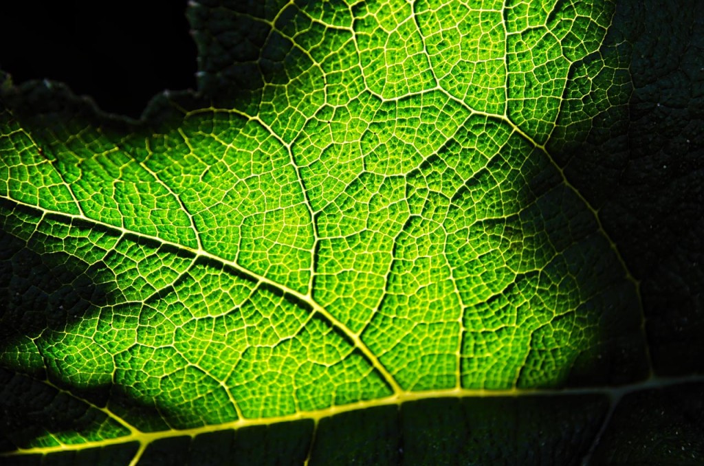 leaf-DSC_6049