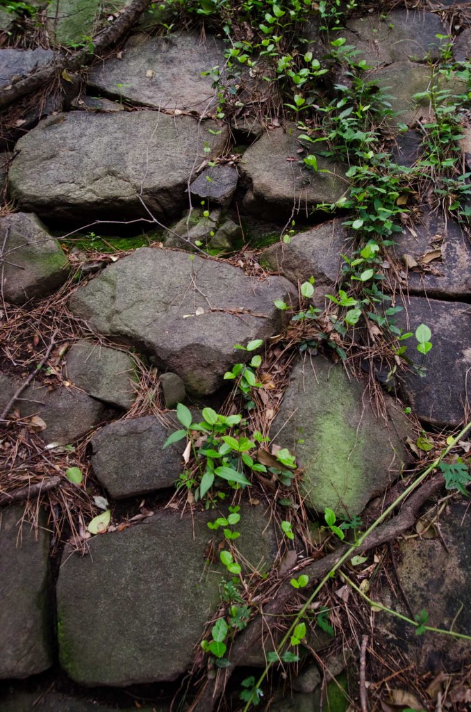 wall-plants-DSC_4676