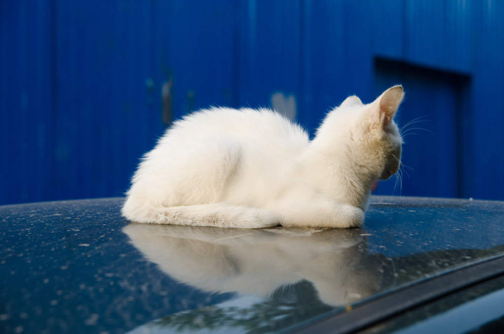 white-cat-DSC_6580