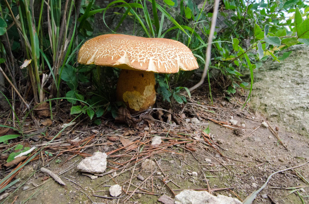 mushroom-DSC_7287