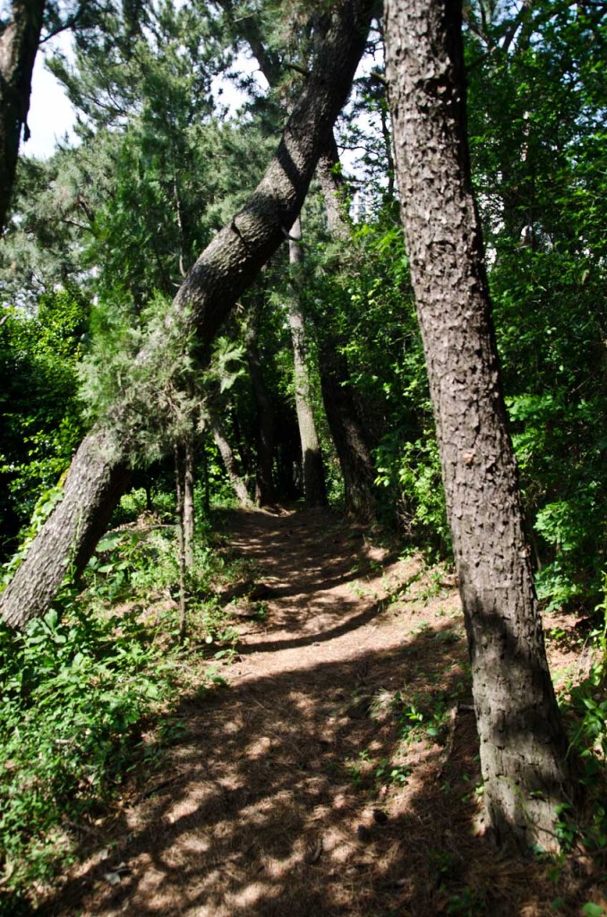 trees-path-DSC_5138