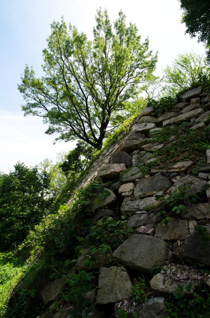 wall-gree-tree-c-DSC_5036