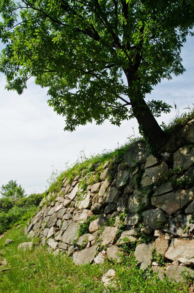 wall-tree-DSC_5064