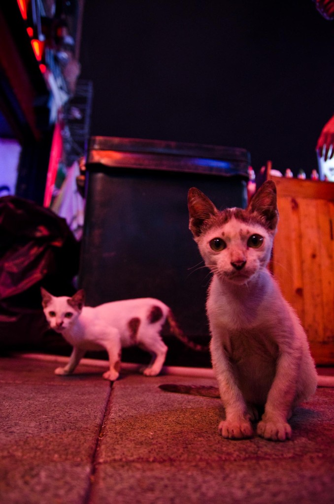 07-29-cats-bangkok-DSC_8605