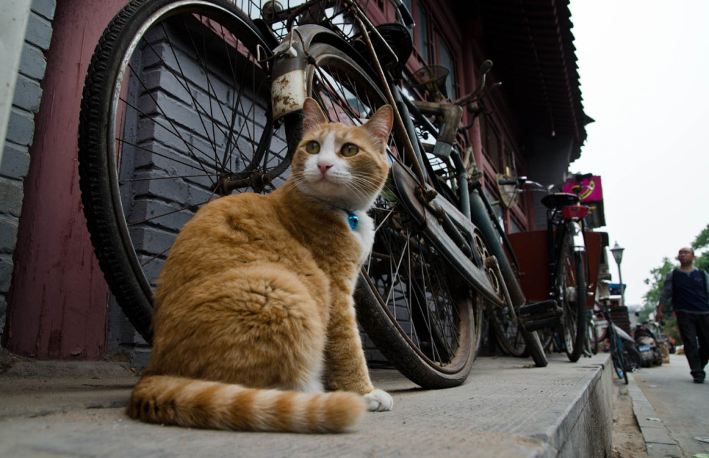 cat-beijing-may-DSC_5381