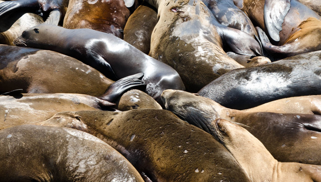 sealions-may-28-DSC_5978