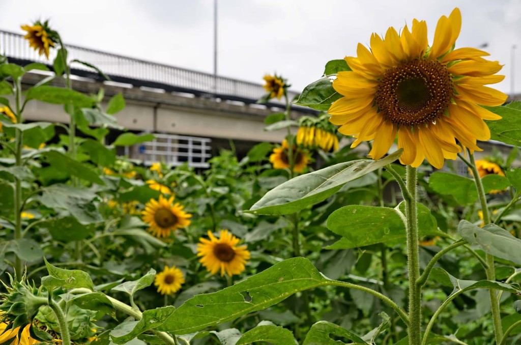 sunflowers-suyeong-DSC_7982