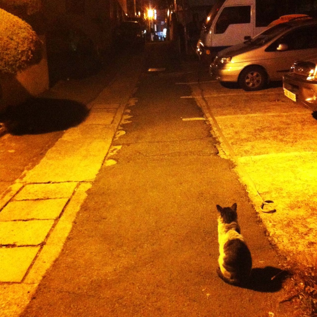 cat-feb-IMG_1343
