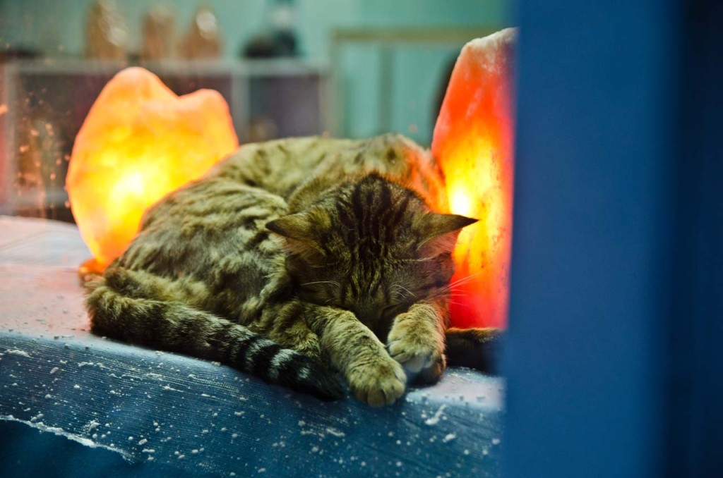cat-macua-DSC_9946