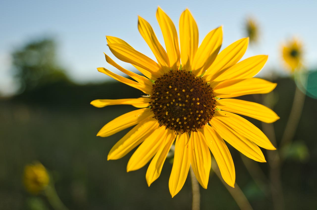 sunflower_DSC5087
